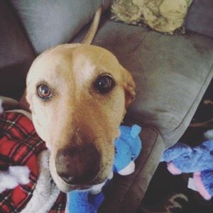 Meet your Posher, Virginia